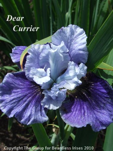 sib Dear Currier (0)